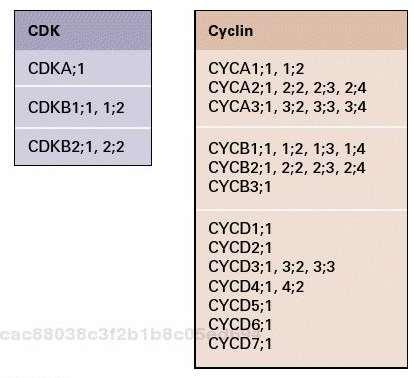 pomocí CAK 3. Přechod do S fáze, degradace D cyklinu a syntéza A cyklinu, vazba na CDK replikace DNA 4.