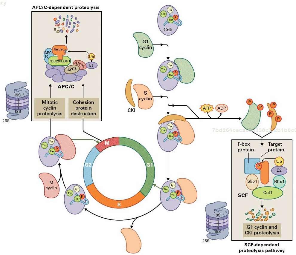Degradace proteinů zajišťuje jednosměrný průběh buněčného cyklu Degradace G1 cyklinů (CYCD) a