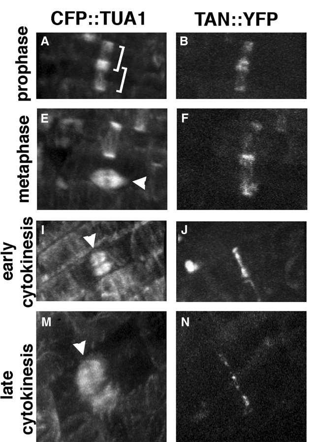 Předprofázový prstenec TANGLED1 Protein TANGLED1 identifikován i u dalších rostlin Malý bazický protein, vázající MT Je lokalizován v místě PPB,