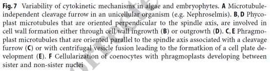 BS zvenku dovnitř či zevnitř ven (centrifugálně)), Tvorba buněčné destičky tvorbu