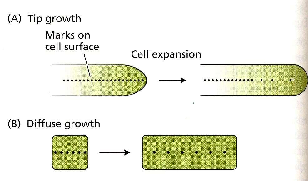 Růst rostlinných buněk - typy