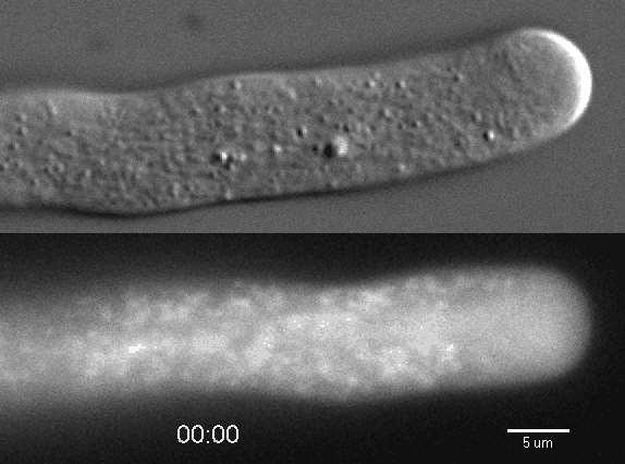 Apikální růst Apikálně rostoucí buňky představují vysoce polarizovaný systém Polarita růstu je dána cíleným transportem váčků do apikální zóny, kde fúzují s BS.