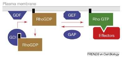 Apikální růst - funkční cyklus malých GTPáz GAP: GTPase activating protein GDI: guanine nucleotide dissociation