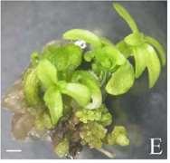 Vývojová plasticita rostlin: -Meristémy (trvale dělivá pletiva) -Rediferenciace a