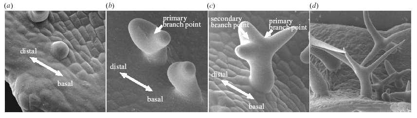 Nepravidelné tvary buněk - vývoj trichomu Arabidopsis thaliana vyžaduje koordinaci reorganizace cytoskeletu a syntézy buněčné stěny Fáze vývoje trichomů A.t.: 1.