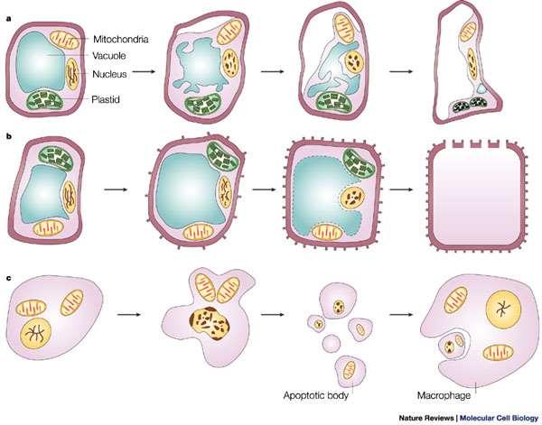 Programovaná buněčná smrt (PCD) -Regulace rostlinné PCD fytohormony (etylén, gibereliny, cytokininy) -Účast specifických proteáz kaspáz (živočichové) a metakaspáz (rostliny) -Rozklad buněčného obsahu
