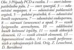 pryskyřičných kanálků; vznik některých typů perforovaných listů; senescence.