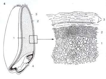 Odumírání endospermu Endosperm: vyživovací pletivo v semeni. Odumírá během během prvních fází vývoje mladé rostliny poté, co jsou spotřebovány rezervní látky obsažené v jeho buňkách.