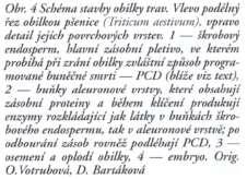 Buňky aleuronové vrstvy zůstávají živé i dozrávání obilky.