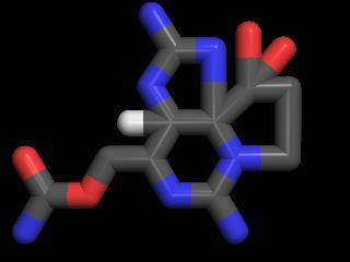 Pyrodinium bahamense) produkují saxitoxiny, které se mohou hromadit v