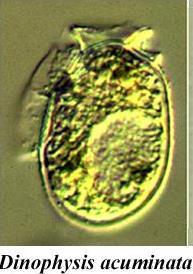 Diarrhetic shellfish