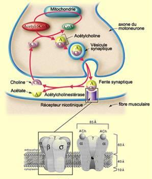 Cyanotoxiny Alkaloidní neurotoxiny sinic Producenti: rody Anabaena, Aphanisomenon, Oscillatoria, Trichodesmium, Cylindrospermopsis, Lyngbya, Planktothrix, Nostoc Základní mechanismus