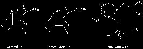 Anatoxiny anatoxin-a a homoanatoxin-a jsou sekundární aminy