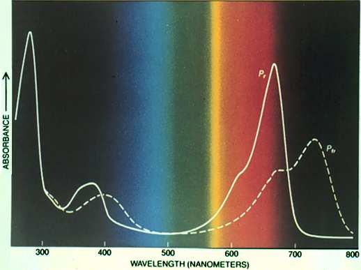 Absorption spectra of