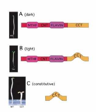 The C-Terminus CCT of cry1 Regulates Photomorphogenesis Ectopic overexpression of the