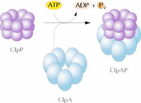 ClpAP je proteázový komplex aktivní v plastidech (homol. E.coli).