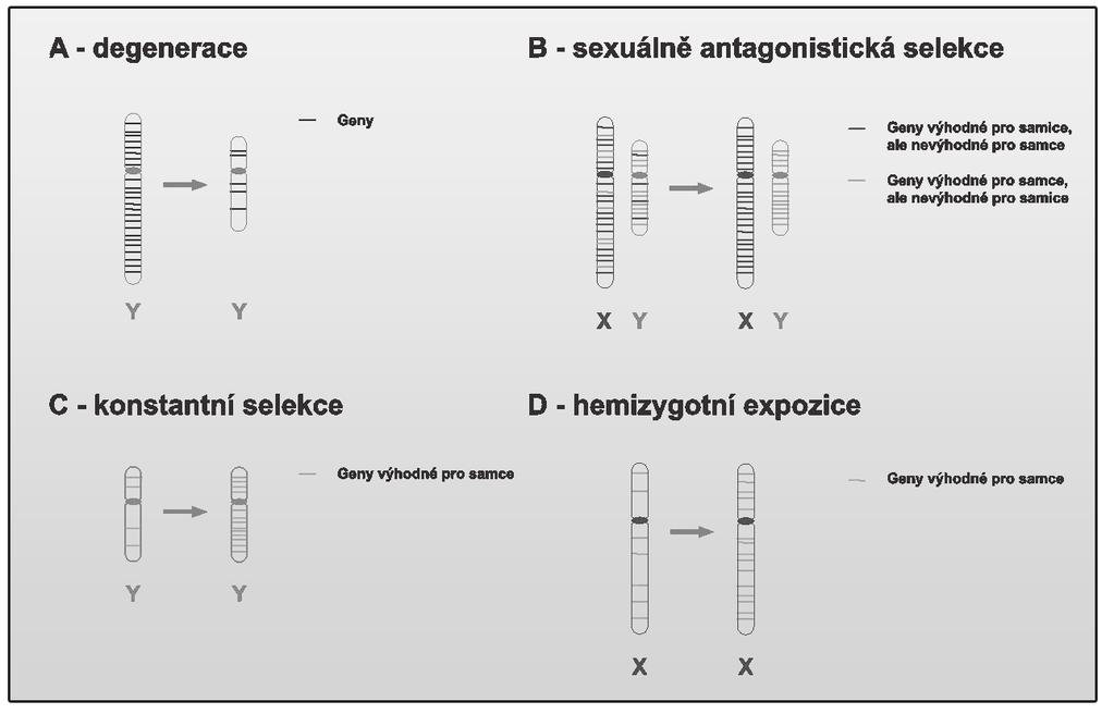 Obr. 1.B Mechanismy ovlivňující genový obsah pohlavních chromosomů. (upraveno podle Vallender, 2004) zice ztrácí své výhody (konkrétně dominantní alely které by maskovaly tu nevýhodnou) (Rice, 1984).