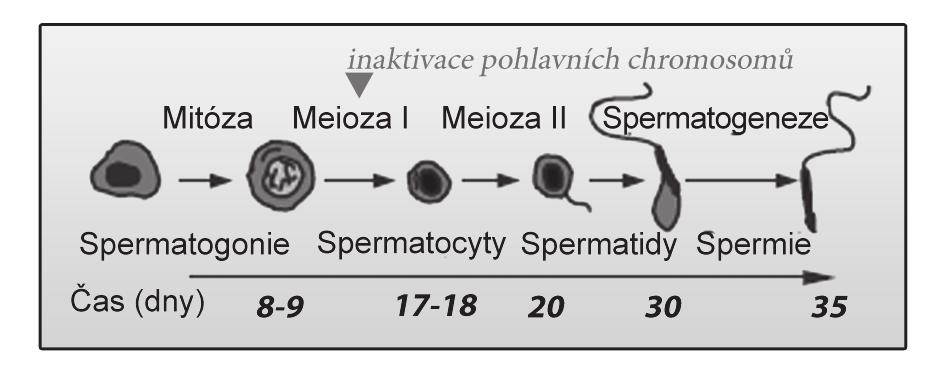 Housekeeping geny, které jsou lokalizovány na chromosomu X a jsou nezbytné pro spermatogenezi mají proto v rámci genomu paralogy na autosomech (McCarrey and Thomas, 1987).