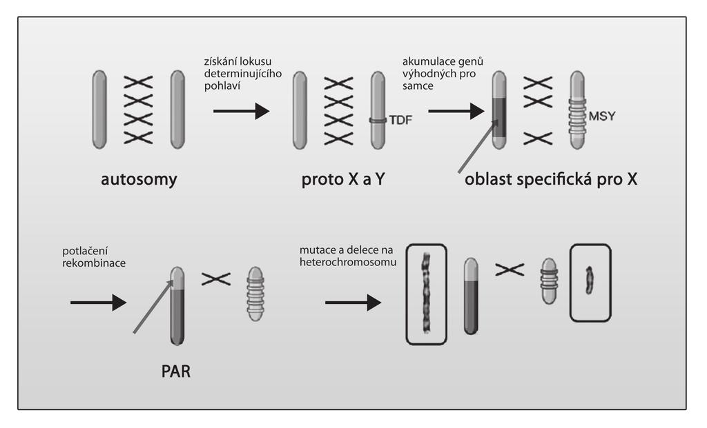 Obr. 1.A Proces diferenciace X a Y z původního páru autosomů. (upraveno podle Graves, 2006) Takové inverze by porušily alignment a tím pádem i rekombinaci čím dál větších oblastí chromosomů.