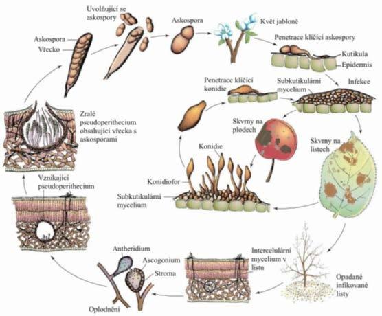 askospory klíčí a způsobují primární infekci listového pletiva (později i pletiva vyvíjejících se plodů).