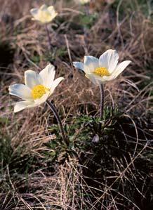 Královéhradecko 2 3 4 Koniklec bíl (Pulsatilla scherfelii) je nápadnou a velmi dekorativní rostlinou. 2 Hofiec tolitovit (Gentiana asclepiadea).