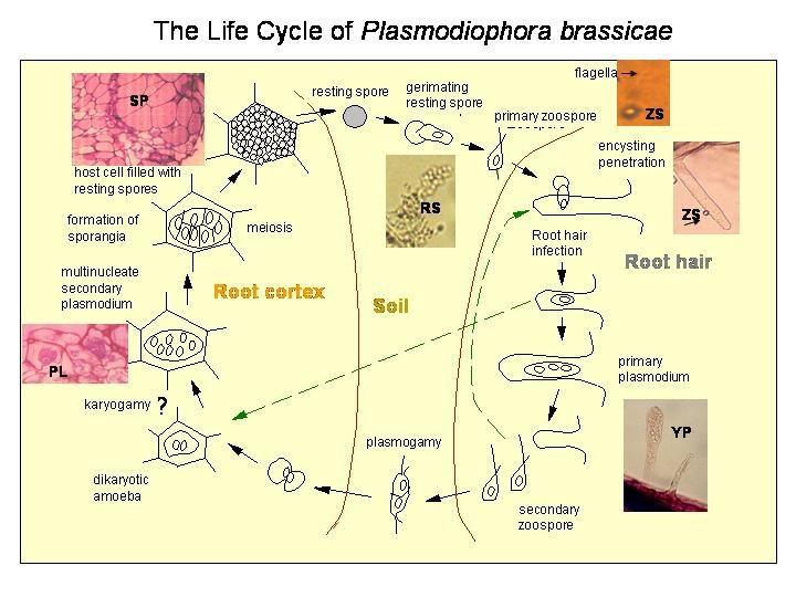 specializovaní obligátní endoparazité paraplazmodia mnohojaderné