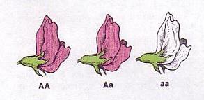 ÚPLNÁ DOMINANCE Heterozygota od homozygota s dominantní alelu podle fenotypu neodlišíme.