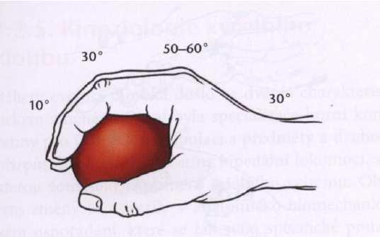 Obrázek 5 - Fyziologický úchop (Kolář, 2009) Klenba ruky v oblasti metakarpofalangeálních kloubů. Statické úchopy Statické (izometrické) úchopy slouží k udržení předmětu např.