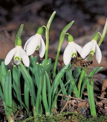 Olomoucko Silnû ohroïen pryskyfiník velk (Ranunculus lingua). OhroÏen druh snûïenka podsnûïník (Galanthus nivalis) je typickou bylinou jarního aspektu v luïních lesích.