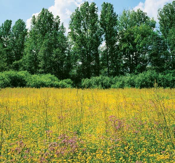 CHKO Litovelské Pomoraví napfi. vrba ko íkáfiská (Salix viminalis), v. nachová (S. purpurea), v. trojmuïná (S. triandra), vzácnûji i pfiímûs topolu ãerného (Populus nigra).