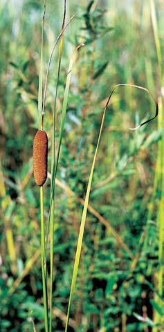 Olomoucko Orobinec sítinovit (Typha laxmannii). Pravidelné jarní povodnû jsou pfiirozenou souãástí funkce ekosystému v Litovelském Pomoraví. vroce 997 zhruba 70 mil.
