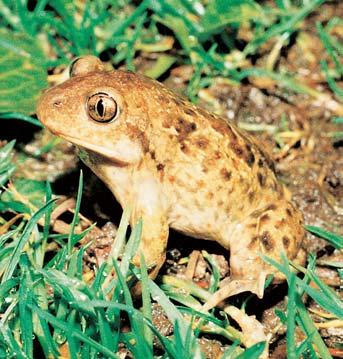 Olomoucko Pro kriticky ohroïenou blatnici skvrnitou (Pelobates fuscus) je typická vertikálnû zúïená zorniãka. eka Morava si razí cestu tûrkopískov mi sedimenty.