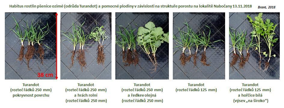 3: Habitus rostlin ozimé (odrůda Turandot) a plodiny v závislosti na struktuře