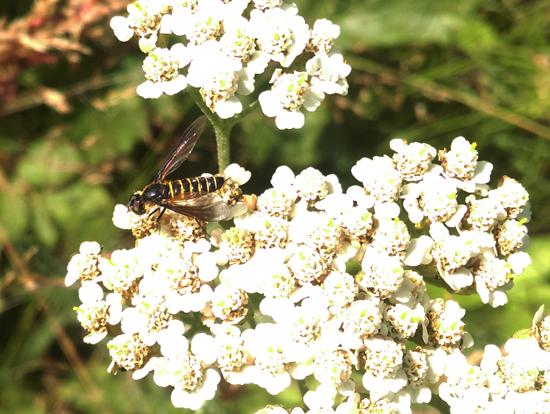 10 Doplňky k vydaným článkům o hmyzu (Insecta) PR Údolí Únětického potoka Obr. 2.