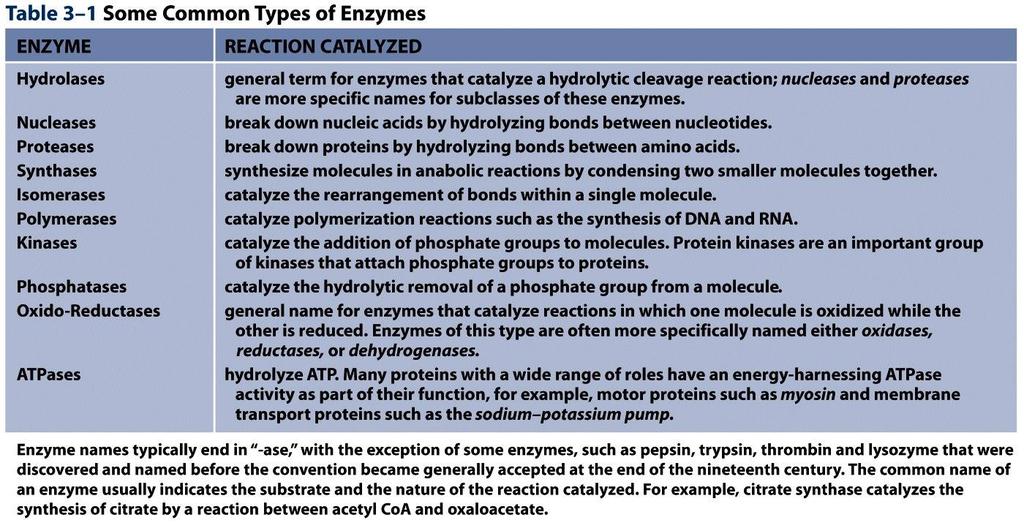 Table 3-1 Molecular Biology of