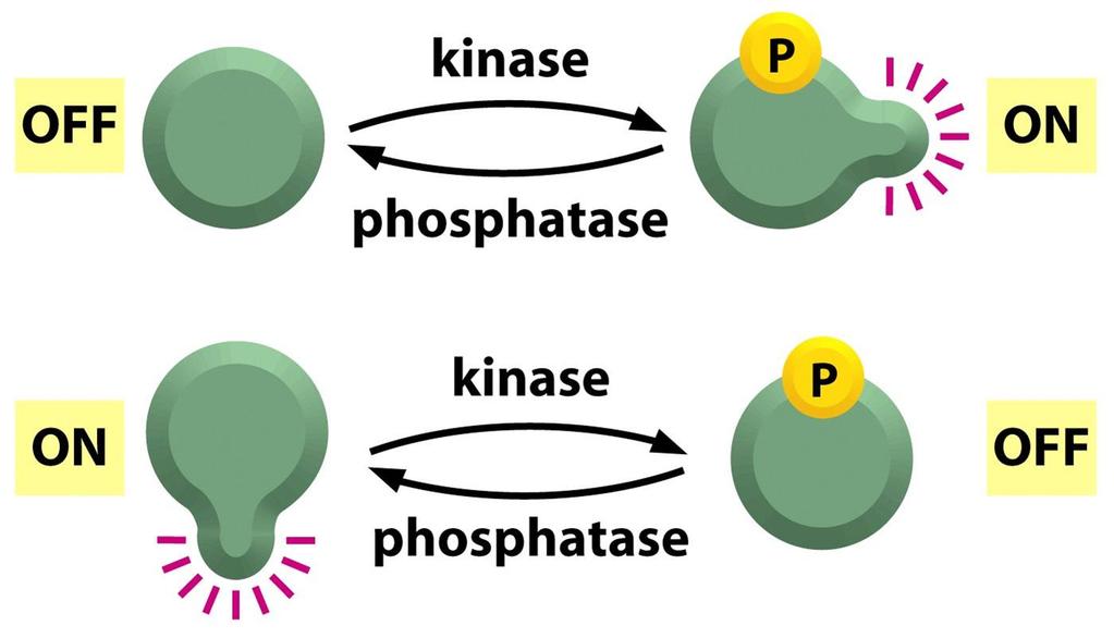 proteinové kinázy (fosforylace proteinu)