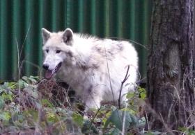 Bílé vlky kanadské chovala ZOO Olomouc již před lety. Pár, který pocházel ze zoologické zahrady v maďarském Veszprému zde žil dlouhá léta, aniž by se mu kdy podařilo odchovat potomky.