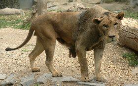 Od srpna letošního roku mohou návštěvníci vidět v olomoucké zoo lva bez hřívy. Nejedná se o nový poddruh lva, ani o lva vykastrovaného.