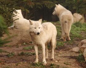 V pondělí 8. října přicestovala z francouzské zoo v Amneville bílá vlčice, poddruh kanadského vlka Canis lupus arctos se svými dvěma potomky, narozenými 29.dubna letošního roku.