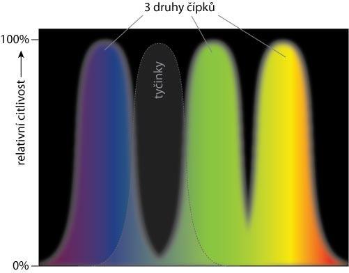 2.2 Tyčinky Tyčinky jsou buňky citlivé na světlo a reagující na nižší intenzitu osvětlení než čípky, ale nejsou schopny rozeznávat barvy.