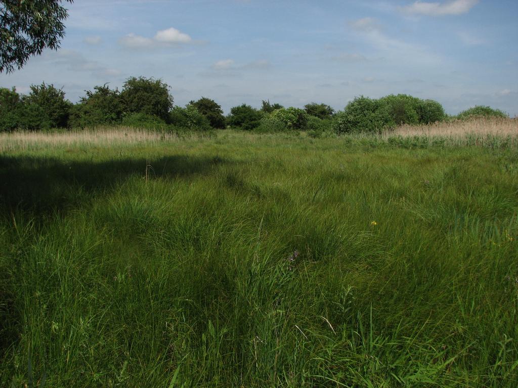 Obr. 3. Ostřicový mokřad (lokalita č. 12). Fig. 3. Sedge marshes (site no. 12). ních měkkýšů překvapivá a většina druhů se vyskytuje nebo lze jejich výskyt předpokládat i ve zbytcích vodních stanovišť v okolí Labe či ve vlastním Labi.