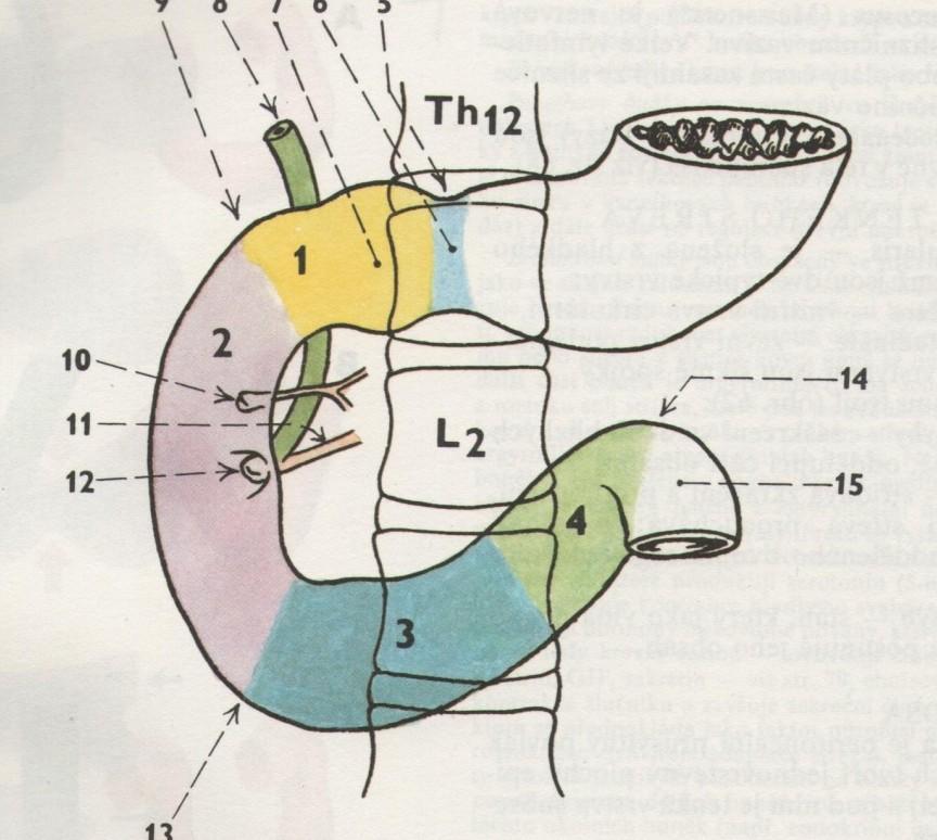 Duodenum Dlouhý 25-30cm, tvar podkovy Sekundárně přirostlý k zadní stěně peritoneální dutiny retroperitoneální poloha je prakticky nepohyblivý Dělí se na pars superior - bulbus duodeni (L1) tato část