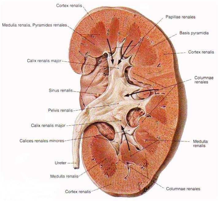 Facies anterior et posterior,