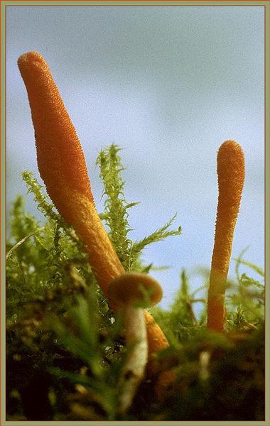 CORDYCEPS ENERGIE, OMLAZENÍ POSÍLENÍ SRDCE,