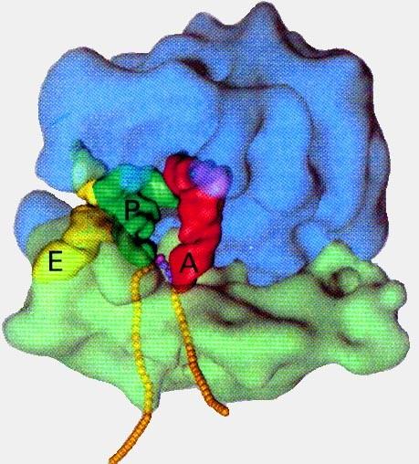 RIBOZOMY - denzní granula skládající se z: bílkovin r RNA - posunují se po mrna a podle zapsané informace syntetizují bílkovinný řetězec m RNA Volné