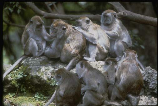 Cercopithecoidea (= Catarrhini) systematika MK&B 97 [