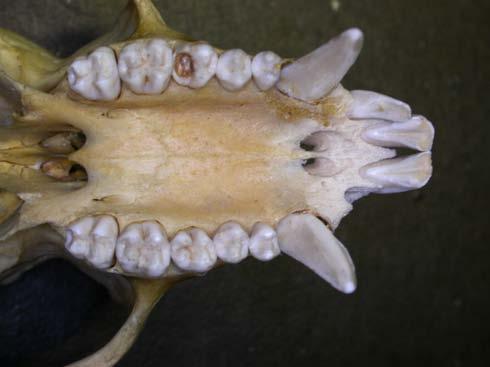 Cercopithecidae spíše větší formy 33 110+20 103 cm (Macaca sylvanus bezocasý); <54 kg moláry