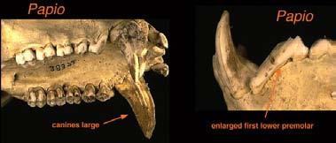 a tmavá (cf. Mandrillus); nozdry vyšší než široké není prehensilní ocas (mírně u Cercopithecus juv.
