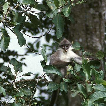 Procolobus verus 3 4,5 kg 43 90+57 64 cm W Afrika, deštné