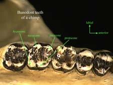 dráhy, zploštělý hrudník kromě Hominini pralesy a lesy paleotropů; Hominini celý svět Cercopithecoidea (= Catarrhini) systematika